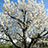 Chery Blossom photo thumbnail